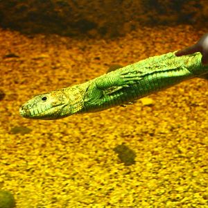 RepTopia - Caiman lizard underwater