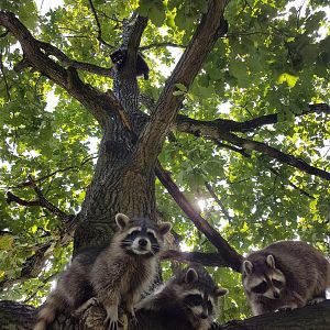 Heimattierpark Greifswald
