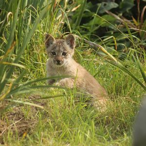 Canadian Lynx Cub