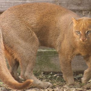 Jaguarundi