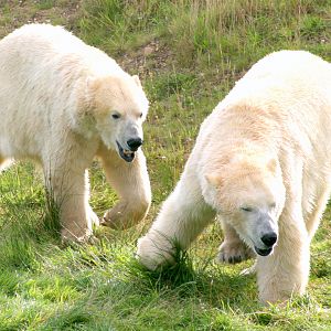 Polar bears; Yorkshire Wildlife Park; 19th August 2017