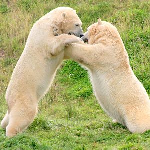 Polar bears; Yorkshire Wildlife Park; 19th August 2017