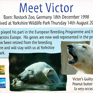 Polar Bear Sign 'Victor'; Yorkshire Wildlife Park; 19th August 2017