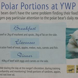 Polar Bear Sign 'Feeding'; Yorkshire Wildlife Park; 19th August 2017