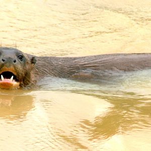 Giant otter; Yorkshire Wildlife Park; 19th August 2017
