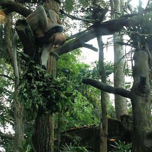 Proboscis Monkey (Nasalis larvatus)