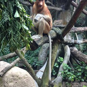 Proboscis Monkey (Nasalis larvatus)