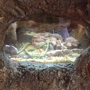 Naked Mole-rat (Heterocephalus glaber)