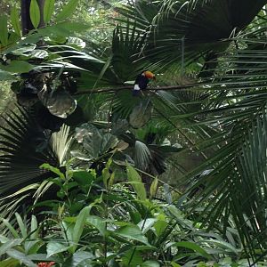 Toco Toucan (Ramphastos toco)