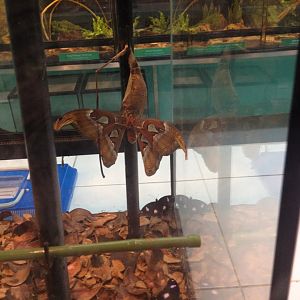 Attacus Atlas (Atlas moth) & Great Eggfly (Hypolimnas bolina)