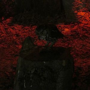 whiskered screech owl