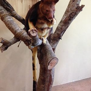 Goodfellow's Tree-kangaroo (Dendrolagus goodfellowi)
