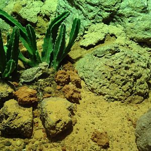 Regal Horned Lizard (Phrynosoma solare)