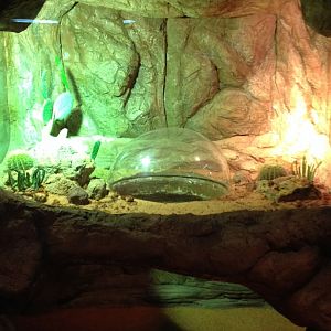 Regal Horned Lizard exhibit