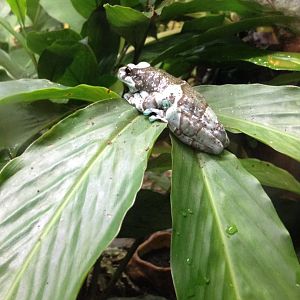 Amazon Milk Frog (Trachycephalus resinifictrix)