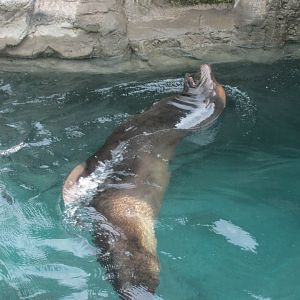 california sea lion