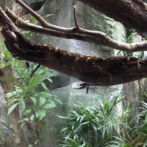 New Caledonian Giant Gecko (Rhacodactylus leachianus)