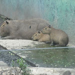 capibaras