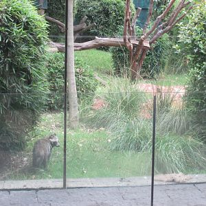 raccoon dog exhibit