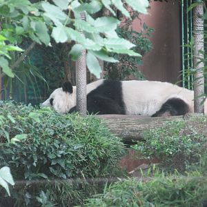 giant panda