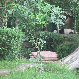 part of giant panda exhibit