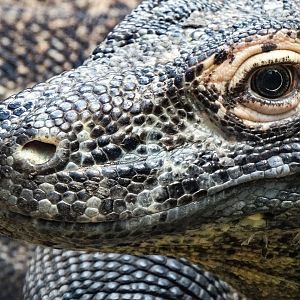 Aug. 2017 - Forest Passage - Komodo Dragon