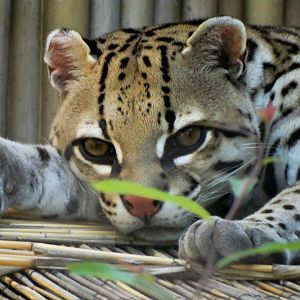 Aug. 2017 - Jungle Odyssey - Ocelot