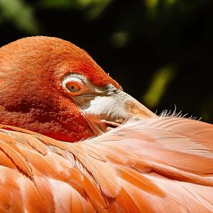 Aug. 2017 - Forest Passage - Caribbean Flamingo