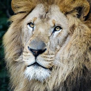 Aug. 2017 - African Savanna - African Lion