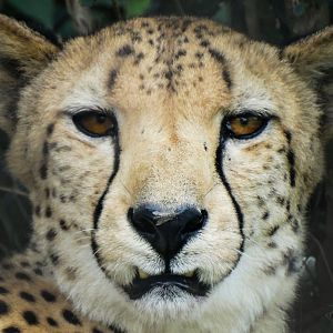 Aug. 2017 - African Savanna - Cheetah