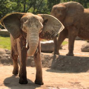 Aug. 2017 - African Savanna - Bush Elephants