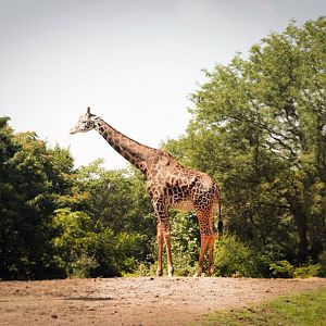 Aug. 2017 - African Savanna - Masai Giraffe