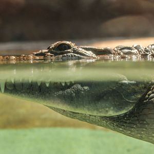 Aug. 2017 - Islands - Phillipine Crocodile