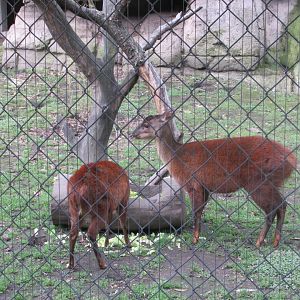 mexican brocket deer