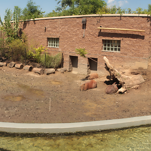 Aug. 2017 - Jungle Odyssey - Capybara/Anteater Exhibit