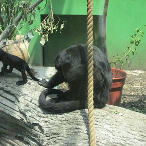mexican black howler monkey