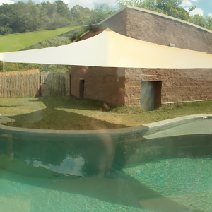 Aug. 2017 - Jungle Odyssey - Pygmy Hippo Exhibit Panorama