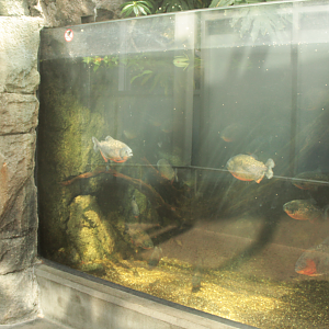 Aug. 2017 - PPG Aquarium - Piranha Tank