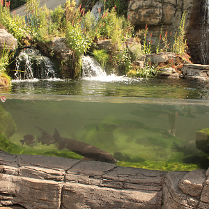 Aug. 2017 - PPG Aquarium - Lake Sturgeon/Longnose Gar/Bowfin Exhibit