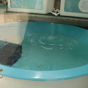 Aug. 2017 - PPG Aquarium - Baby Sea Turtle Rescue Tank