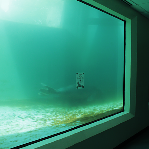 Aug. 2017 - Water's Edge - Northern Elephant Seal Exhibit