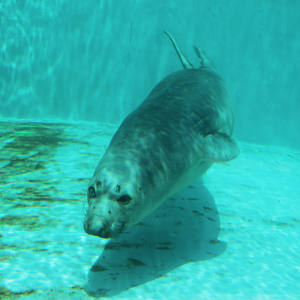 Aug. 2017 - Water's Edge - Coolio