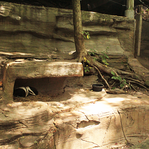 Aug. 2017 - Kids Kingdom - Striped Skunk Exhibit