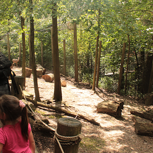 Aug. 2017 - Kids Kingdom - Walkthrough White-tailed Deer Exhibit