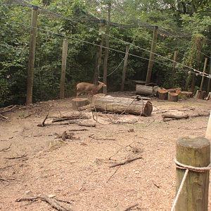 Aug. 2017 - Kids Kingdom - Walkthrough White-tailed Deer Exhibit