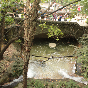 Aug. 2017 - Kids Kingdom - River Otter Exhibit