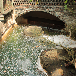 Aug. 2017 - Kids Kingdom - Beaver/Black Swan Exhibit