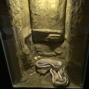 Aug. 2017 - World of Discovery - Asian Cave Snake Exhibit