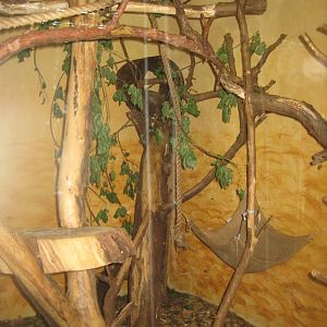 Rostock Zoo - South America house - Kinkajou exhibit