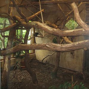 Rostock Zoo - South America house - Marmoset exhibit